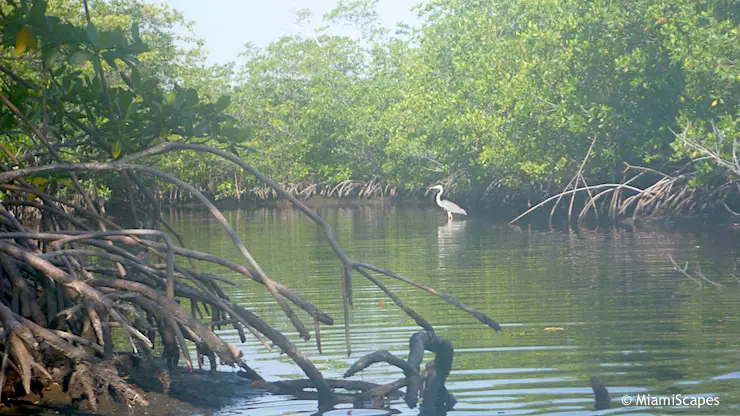 Mangrove Wilderness, mangrove plants and birds