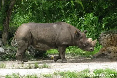 Black Rhino at the African Exhibits at Zoo Miami