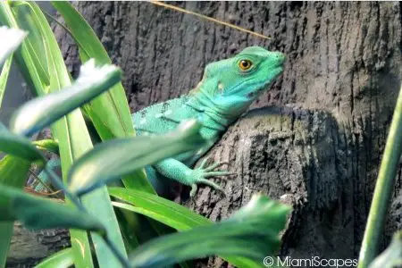 Plumed Basilisk at the Amazon Exhibits at Zoo Miami