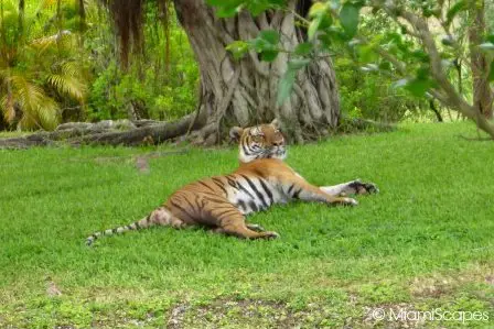 Bengal Tigers at the Asian Exhibits at Zoo Miami