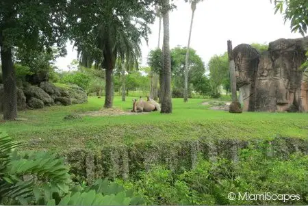 Dromedaries in their cageless grounds at Zoo Miami