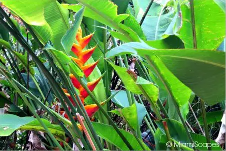 Beautiful tropical blooming trees and shrubs at Zoo Miami