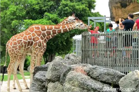 Giraffe Feeding at Zoo Miami