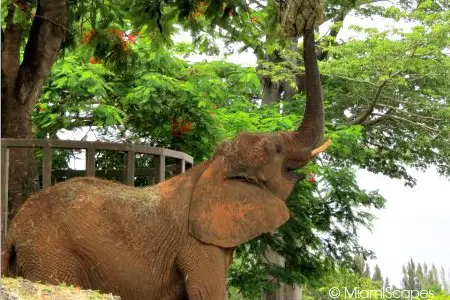 African Elephant at Zoo Miami