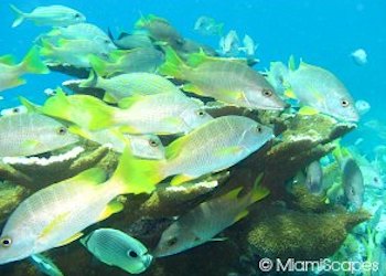 Coral Reef off Biscayne National Park