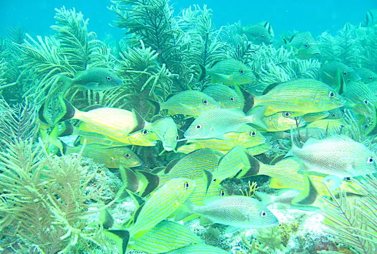 Tropical Fish scuba diving Biscayne Bay Park