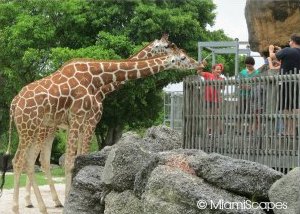 Giraffes at Metro Zoo Miami