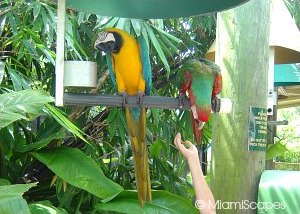 Feeding Macaws at Jungle Island