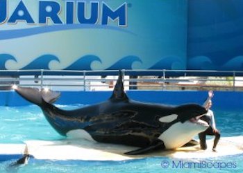 Lolita the Killer Whale at Miami Seaquarium