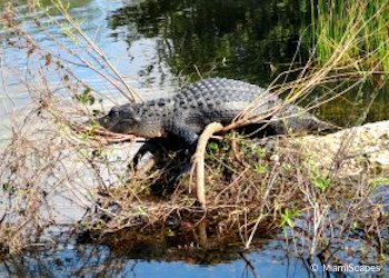 Alligator at Anhinga Trail in the Everglades