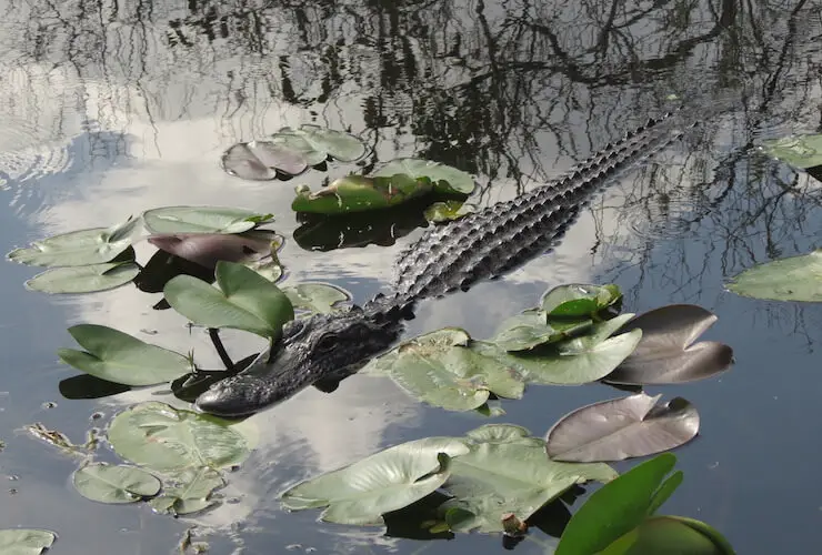 Alligator at Everglades National Park