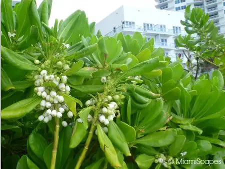 Splendid blooms from the Miami Beach Boardwalk