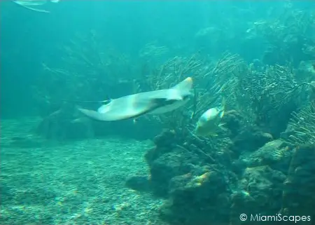 Miami Seaquarium Tropical Reef Aquarium Eagle Ray