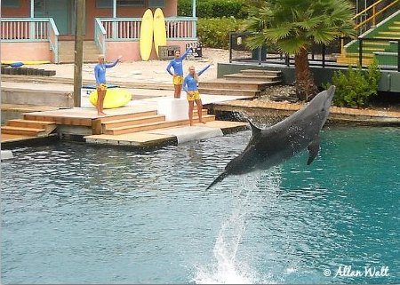 Miami Seaqurium The Flipper Dolphin Show