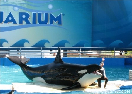 Miami Seaquarium Lolita the Killer Whale