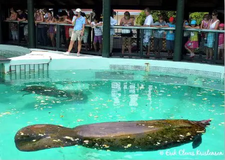 Miami Seaquarium Manatee Exhibit