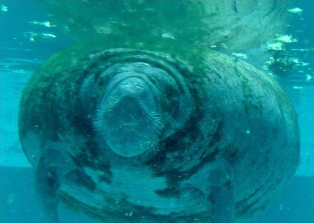 Miami Seaquarium Manatee Exhibit