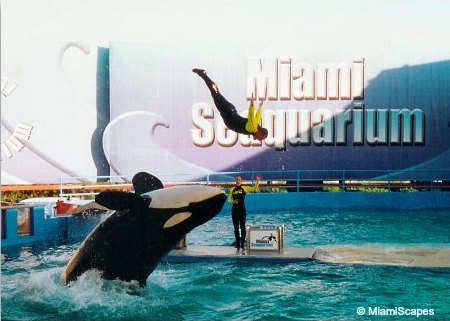 Miami Seaqurium Orca Show