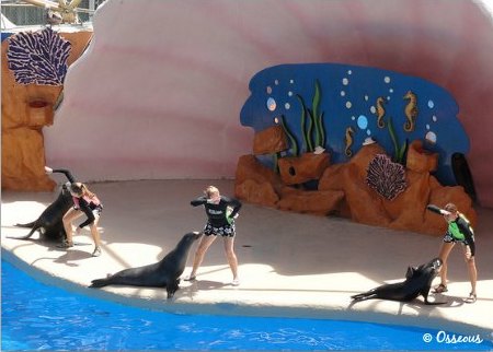 Miami Seaqurium Sea Lion Show