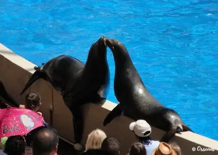 Miami Seaquarium close up with the Sea Lions