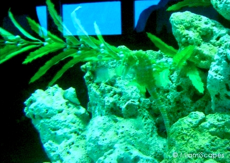 Miami Seaquarium Small Aquarium Seahorse