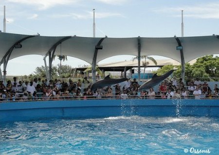 Miami Seaqurium Top Deck Dolphin Show