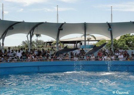 Miami Seaqurium Top Deck Dolphin Show