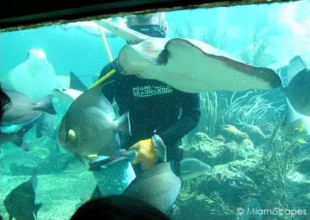 Miami Seaquarium Tropical Reef Aquarium Diver feeding the fish