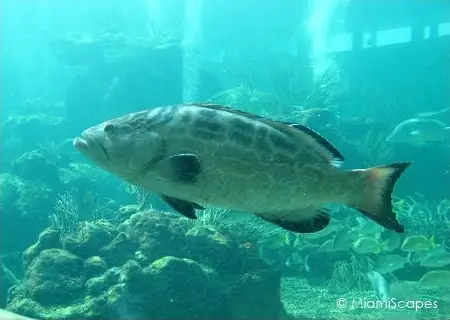 Miami Seaquarium Tropical Reef Aquarium Grouper