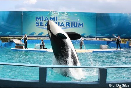 Miami Seaquarium: Lolita the Killer Whale is a highlight of the park