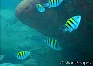 Snorkeling near the pier at Bill Baggs State Park