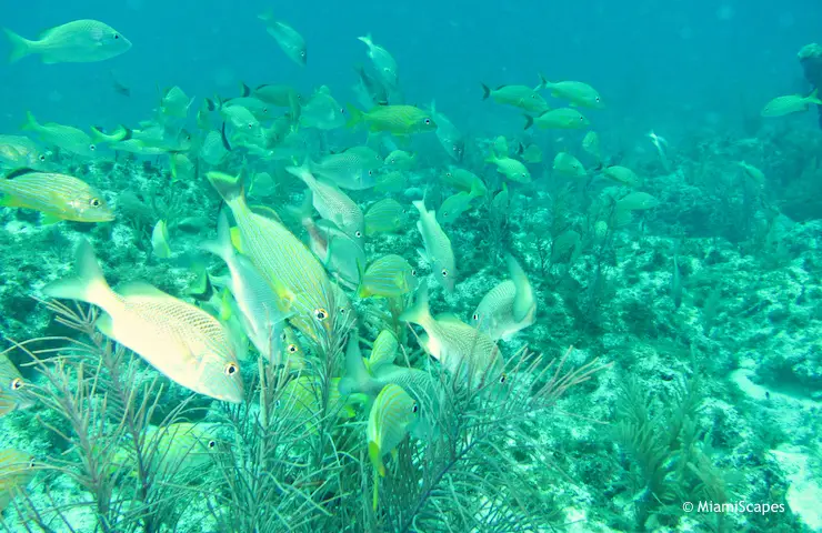 Snorkeling beautiful reef at Snapper Ledge