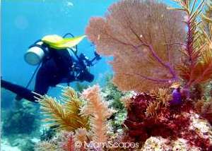 Scuba Diving in Molasses Reef