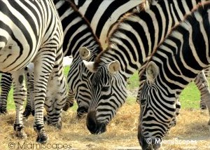 Zebras at Lion Country Safari