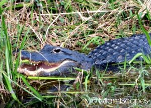 Everglades National Park