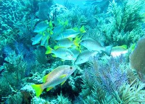 Diving at Pennekamp