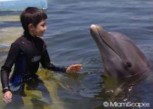 Swimming with Dolphins at Dolphin Research Center