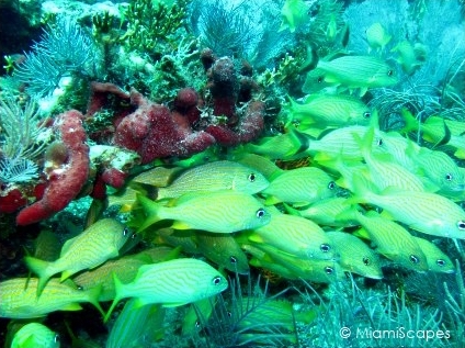 Molasses Reef - school of yellow grunts under coral ledge