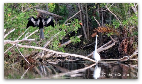 Birds at Mrazek Pond: anhinga, egret