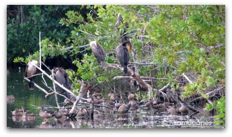 Birds at Mrazek Pond: cormorants, ducks