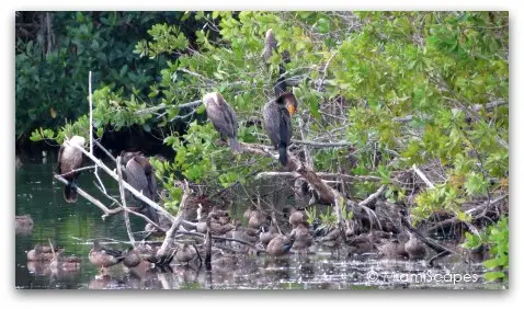 Birds at Mrazek Pond: cormorants, ducks Birds at Mrazek Pond: cormorants, ducks
