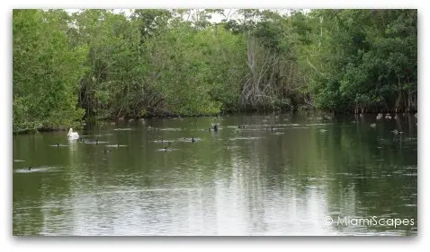 Mrazek Pond