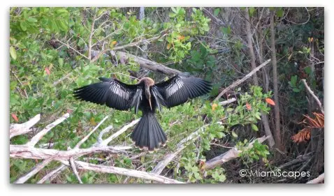 Anhinga at Mrazek Pond