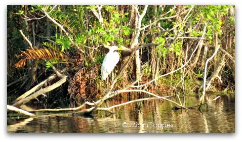 Egret at Mrazek Pond
