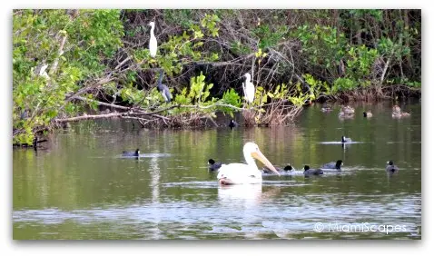 Birds at Mrazek Pond: pelican, egret, heron, ducks