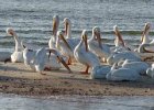 White Pelicans at 10000 Islands