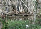 Big Cypress National Park