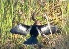 Cormorants at Anhinga Trail