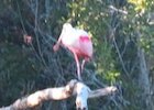 Spoonbill at Eco Pond