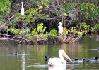 Pelicans at Mrazek Pond